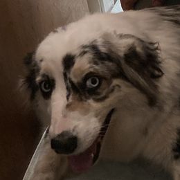Bailey  - Australian Shepherd