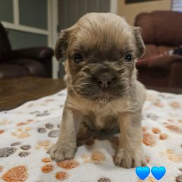 Luigi - Fawn brindle and white male French Bulldog puppy in Bend, Oregon from High Lakes Frenchies