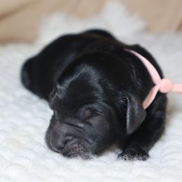 Vela - Black female Goldendoodle puppy in Palmetto Bay, Florida from SOMIDOODLES