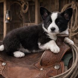 Dallas - Black and white male Cardigan Welsh Corgi puppy in Kerens, West Virginia from Leather & Lace