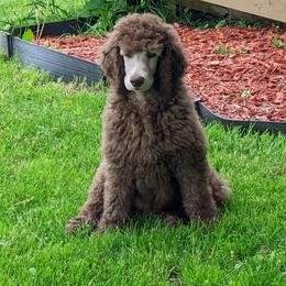 Poodle Puppies from RK'S Pets