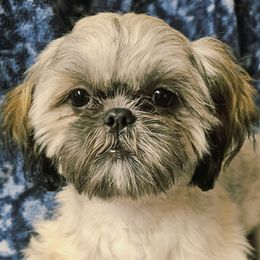 Benny - Brindle male Shih Tzu puppy in Victorville, California from RUMBLE n TUMBLE