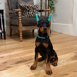 Teal collar girl - Black and rust female Doberman Pinscher puppy in Mansfield, Georgia from Marbendale’s Doberman