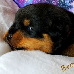 Rottweiler Puppies from Von Hunter Rottweilers