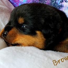 Rottweiler Puppies from Von Hunter Rottweilers