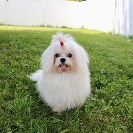 Theo - Maltese
