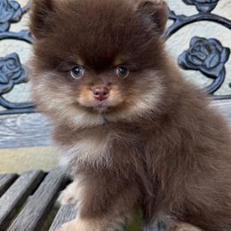 Lil Teddy  3500 - Chocolate and tan male Pomeranian puppy in California from Pawsh Poms