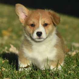 Red Male 3 - Red male Pembroke Welsh Corgi puppy in Kansas City, Missouri from Willow Creek Corgis
