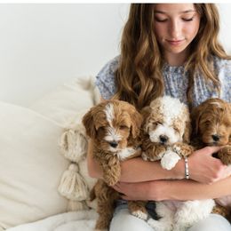 Goldendoodle Puppies from Legend Pups