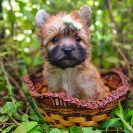 Companion Cross, Havanese, Mal-Shi, Maltese, Maltipoo, Morkie, and Shih Tzu Puppies from Seeking Shalom Acres Maltese, Maltipoos & Havamalts