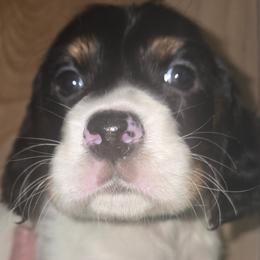 Sophie - Blue belton and tan (tri-color) female English Setter puppy in Morrice, Michigan from Wild Bird Setters