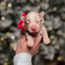Penne - Merle female Pomsky puppy in Cleveland, Ohio from Lake Point Pomskies