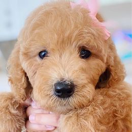 Goldendoodle and Poodle Puppies from Great Doodles & Poodles