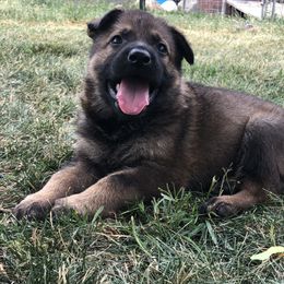 German Shepherd Puppies from Aus Gerstbrei German Shepherds