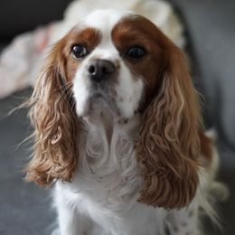 Cavalier King Charles Spaniels from Rancho Palos Verdes Cavaliers