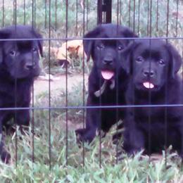 Labrador Retriever Puppies from Lorlyn Labradors