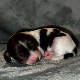 Gus - Piebald male Dachshund puppy in Trinity, Texas from Signature Sloan - Long Hair Dachshunds