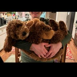 To be determined - Red  female Goldendoodle puppy in South Jordan, Utah from Wasatch Pup