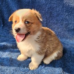 Stevie - Red female Pembroke Welsh Corgi puppy in Castle Rock, Washington from Heckman Corgis