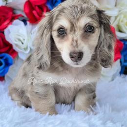 Dachshund Puppies from RRD