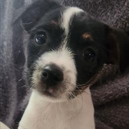 Suzi - Tri-colored female Parson Russell Terrier puppy in Apple Valley, California from Jumping Jack's Russell Terriers