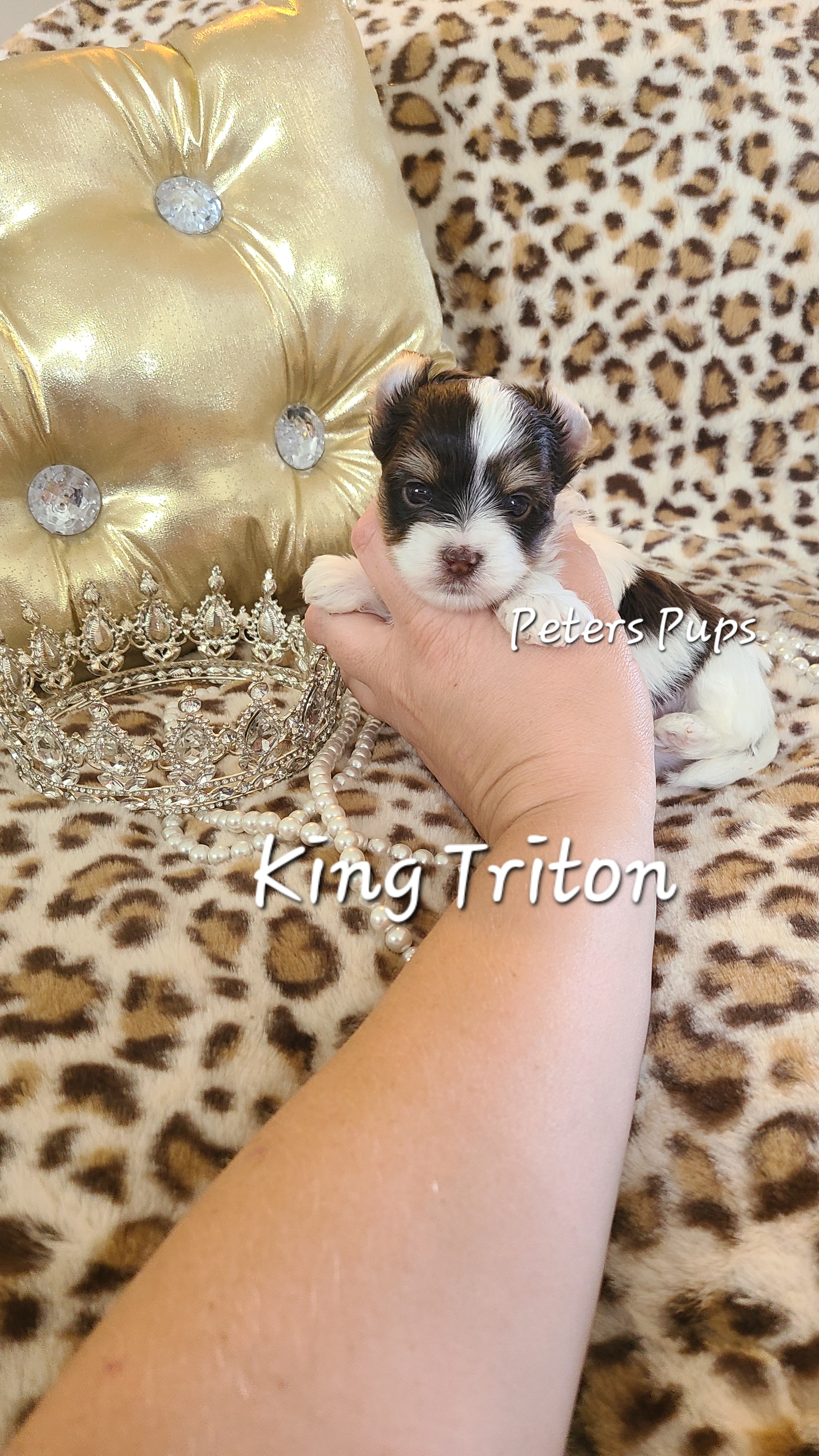 Yorkshire Terrier Puppies from Peters Pups Yorkshire Terriers