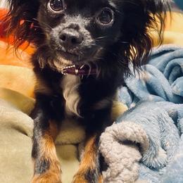 Chihuahuas from Elysium Fields Chihuahuas