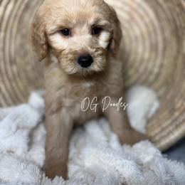Montana - Red  male Goldendoodle puppy in Cleveland, Georgia from The O.G. Doodles