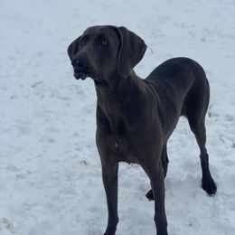 Abby - Weimaraner