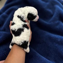 Bernedoodle, Cavapoo, Goldendoodle, Miniature Schnauzer, and Poodle Puppies from Pet Inn Xxweetdoodles