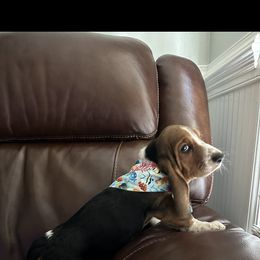 Boy 1 - Basset Hound puppy in Columbia, South Carolina from Pawmetto Hounds