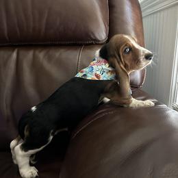 Boy 1 - Basset Hound puppy in Columbia, South Carolina from Pawmetto Hounds