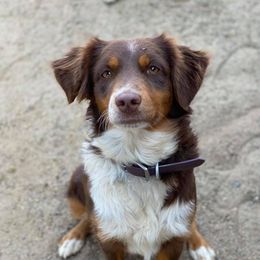 Phoenix  - Australian Shepherd