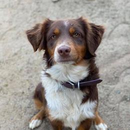 Phoenix  - Australian Shepherd