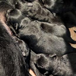 Male - Black male German Shepherd puppy in Pioneer Junction, Montana from Swede Mountain Shepherds