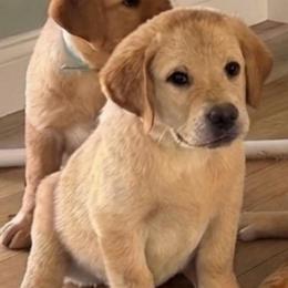 Peanut - Yellow male Labrador Retriever puppy in Archer Lodge, North Carolina from Archer Lodge Labradors