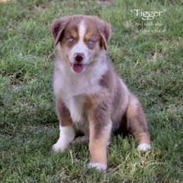 Tigger - Red merle male Miniature Australian Shepherd puppy in Evant, Texas from Lazy VT Bar Ranch