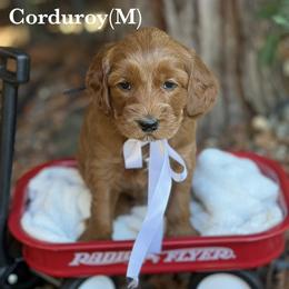 Corduroy - Red male Australian Labradoodle puppy in Citrus Heights, California from Elite Blend Labradoodles