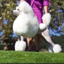 Poodle All Grown Up from Savicah Poodles