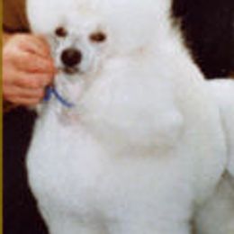 Poodles from Coles Poodles