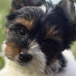 Biewer Terriers, Cavalier King Charles Spaniels, and Cavapoos from Happy Tails