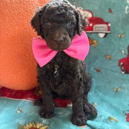Guardian Home Opportunity 550 - Brown female Poodle puppy in Conway, Arkansas from Arkansas River Poodles