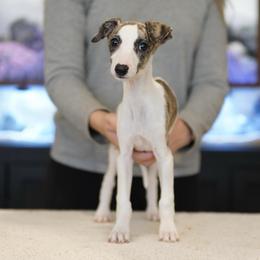 Alexa - White and fawn brindle female Whippet puppy in Atlanta, Georgia from Sinaj