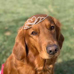 "Ellie" - Golden Retriever