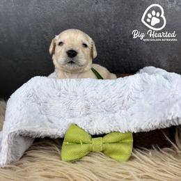 Billy - Cream male Goldendoodle puppy in Utah County, Utah from Big Hearted Breeders