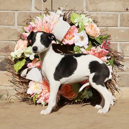 Whippet Puppies from Mardel Robeson