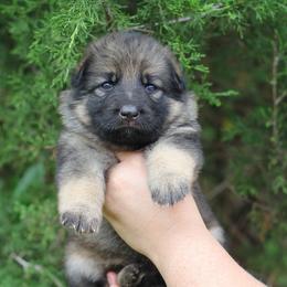 Karma - Sable female German Shepherd puppy in Lucasville, Ohio from Trusting Hearts Kennel