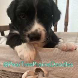 Aussiedoodle, Bernedoodle, and Poodle Puppies from Pear Tree Prairie Doodles