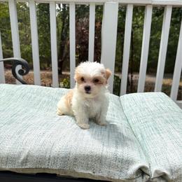 Randolph AKC - Parti male Yorkshire Terrier puppy in Nesbit, Mississippi from Bluff City Yorkies