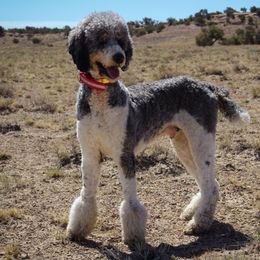 River - Poodle